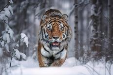 Snowtiger-Marcel Egger-Giclee Print