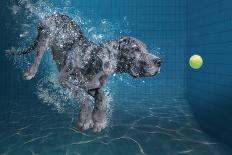 SplashDog-Marcel Egger-Photographic Print