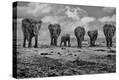 Stretched Canvas Print