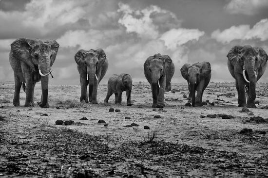 Photographic Print, , large