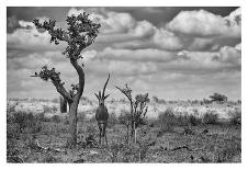 Big Family-Marcel Rebro-Photographic Print