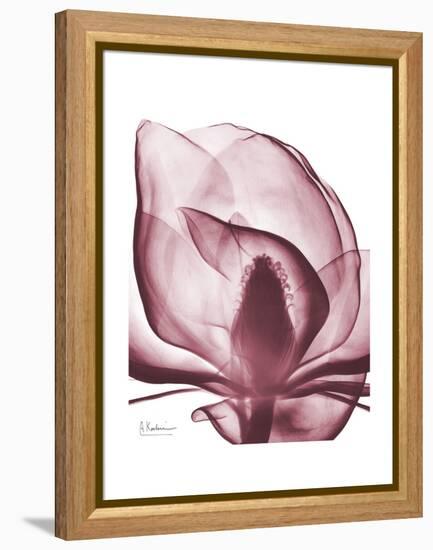 Marcela Magnolia-Albert Koetsier-Framed Stretched Canvas