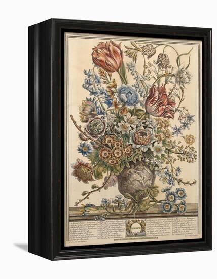 March, from 'Twelve Months of Flowers' by Robert Furber (C.1674-1756) Engraved by Henry Fletcher-Pieter Casteels-Framed Premier Image Canvas