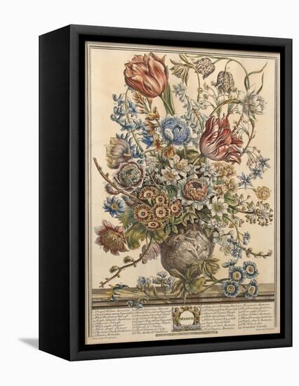 March, from 'Twelve Months of Flowers' by Robert Furber (C.1674-1756) Engraved by Henry Fletcher-Pieter Casteels-Framed Premier Image Canvas