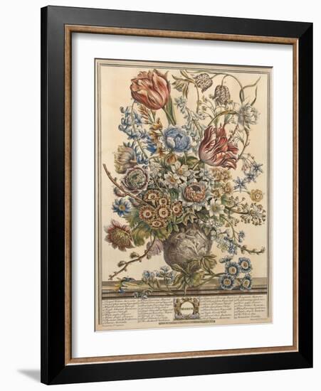 March, from 'Twelve Months of Flowers' by Robert Furber (C.1674-1756) Engraved by Henry Fletcher-Pieter Casteels-Framed Giclee Print
