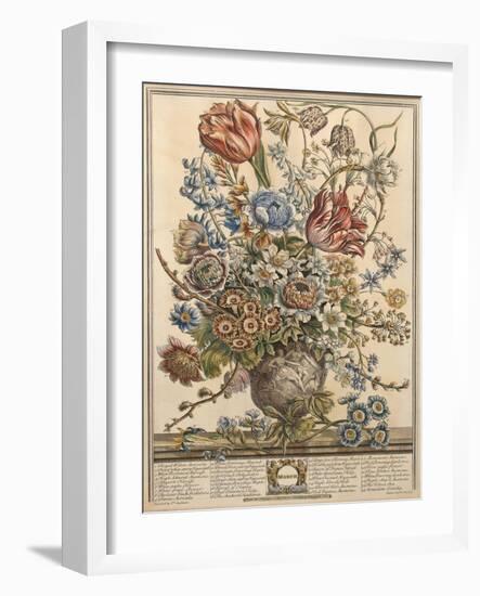 March, from 'Twelve Months of Flowers' by Robert Furber (C.1674-1756) Engraved by Henry Fletcher-Pieter Casteels-Framed Giclee Print