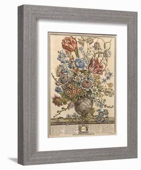 March, from 'Twelve Months of Flowers' by Robert Furber (C.1674-1756) Engraved by Henry Fletcher-Pieter Casteels-Framed Premium Giclee Print