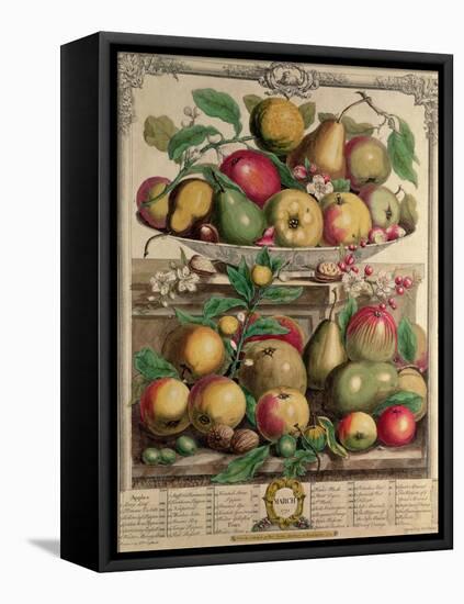 March, from "Twelve Months of Fruits", by Robert Furber, 1732-Pieter Casteels-Framed Premier Image Canvas