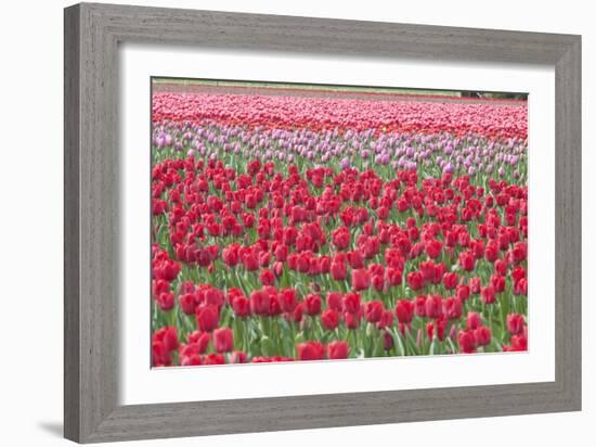 March of the Tulips I-Dana Styber-Framed Photographic Print