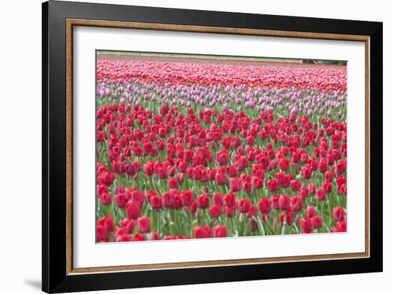 March of the Tulips I-Dana Styber-Framed Photographic Print