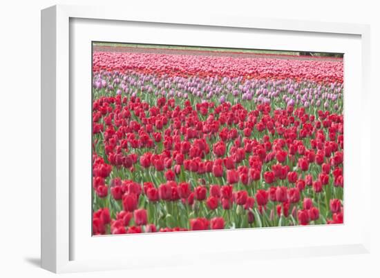 March of the Tulips I-Dana Styber-Framed Photographic Print