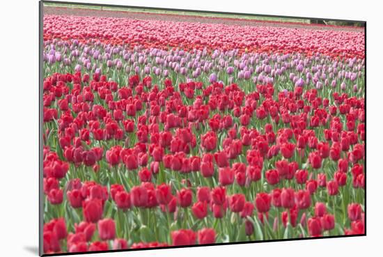 March of the Tulips I-Dana Styber-Mounted Photographic Print