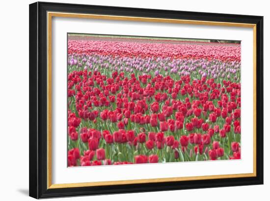 March of the Tulips I-Dana Styber-Framed Photographic Print