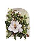 Magnolia Vignette-Marcia Matcham-Art Print