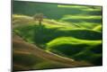 Photographic Print