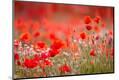Premium Photographic Print