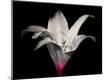 Premium Photographic Print