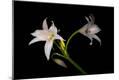 Photographic Print