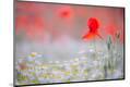 Premium Photographic Print