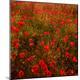 Premium Photographic Print