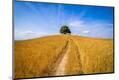 Premium Photographic Print