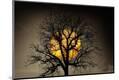 Premium Photographic Print