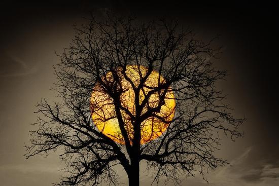 Photographic Print, , large