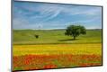 Photographic Print
