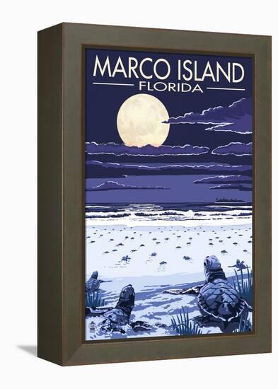 Marco Island, Florida - Baby Sea Turtles-Lantern Press-Framed Stretched Canvas