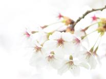 Blossoming Cherry Fork, High Key-Marco Isler-Photographic Print