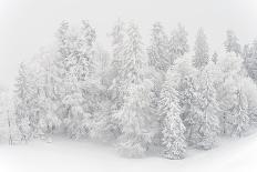 Snowy Firs, Switzerland, St. Gallen, Hemberg-Marco Isler-Photographic Print
