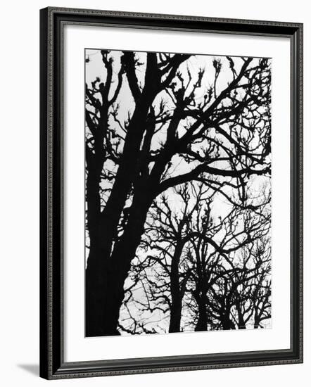 Marco Polo Garden, Boulevard Saint Michel-Walter Bibikow-Framed Photographic Print