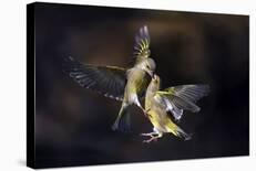 Flying Kiss-Marco Redaelli-Framed Giclee Print