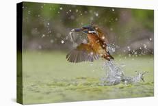 Flying Kiss-Marco Redaelli-Framed Giclee Print