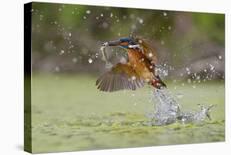 Flying Kiss-Marco Redaelli-Stretched Canvas