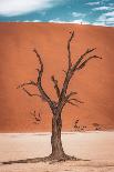 Allace des Baobabs-Marco Tagliarino-Photographic Print