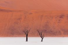 Allace des Baobabs-Marco Tagliarino-Premier Image Canvas