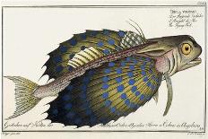 Flying Gurnard, 1797-Marcus Elieser Bloch-Framed Giclee Print