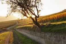 Winery in the Vineyards in Autumn at Sunset-Marcus Lange-Photographic Print