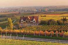 Winery in the Vineyards in Autumn at Sunset-Marcus Lange-Photographic Print