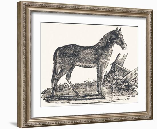 Mare, 1850 (Engraving)-Louis Simon (1810-1870) Lassalle-Framed Giclee Print