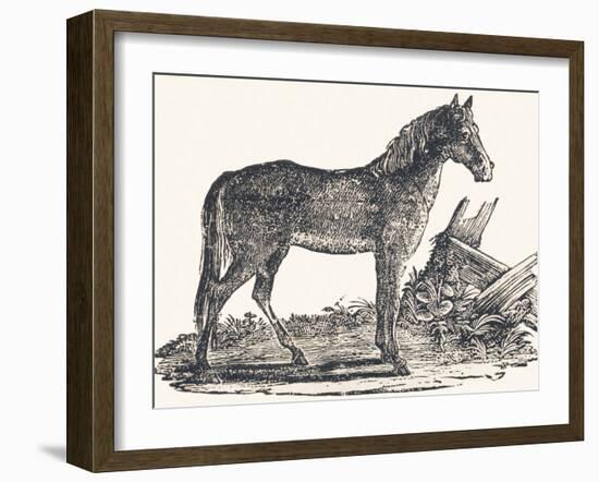 Mare, 1850 (Engraving)-Louis Simon (1810-1870) Lassalle-Framed Giclee Print