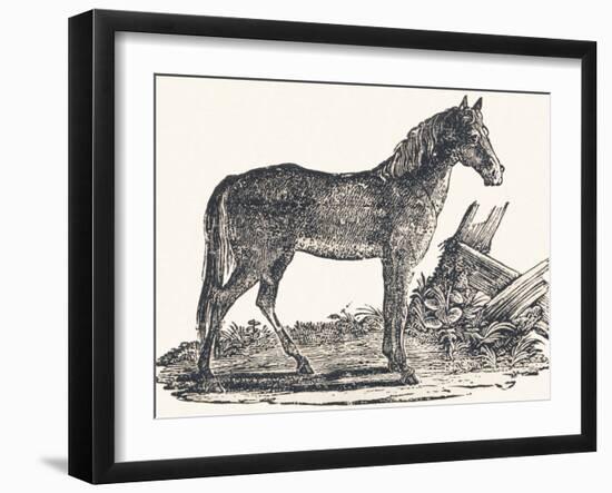 Mare, 1850 (Engraving)-Louis Simon (1810-1870) Lassalle-Framed Giclee Print