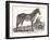 Mare, 1850 (Engraving)-Louis Simon (1810-1870) Lassalle-Framed Giclee Print