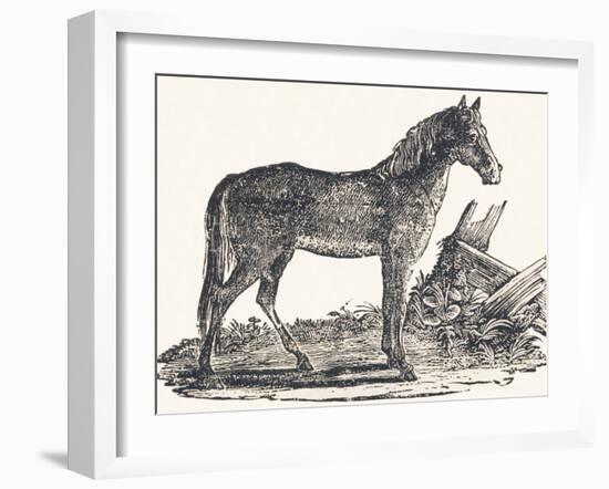 Mare, 1850 (Engraving)-Louis Simon (1810-1870) Lassalle-Framed Giclee Print