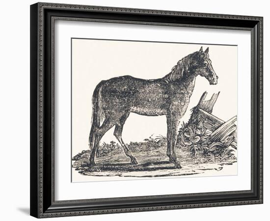 Mare, 1850 (Engraving)-Louis Simon (1810-1870) Lassalle-Framed Giclee Print