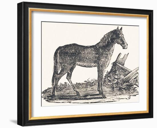 Mare, 1850 (Engraving)-Louis Simon (1810-1870) Lassalle-Framed Giclee Print