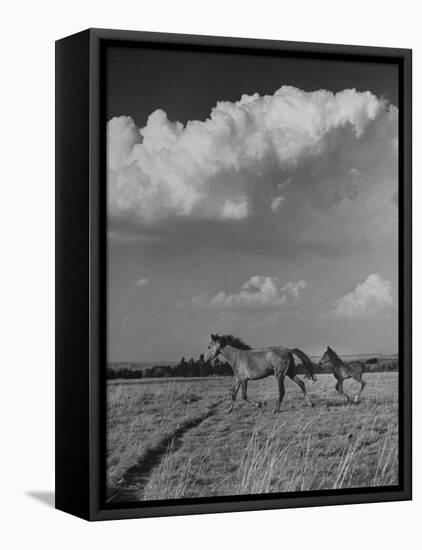 Mare and Colt Running across Open Field, with Billowy Clouds in Sky-Nat Farbman-Framed Premier Image Canvas