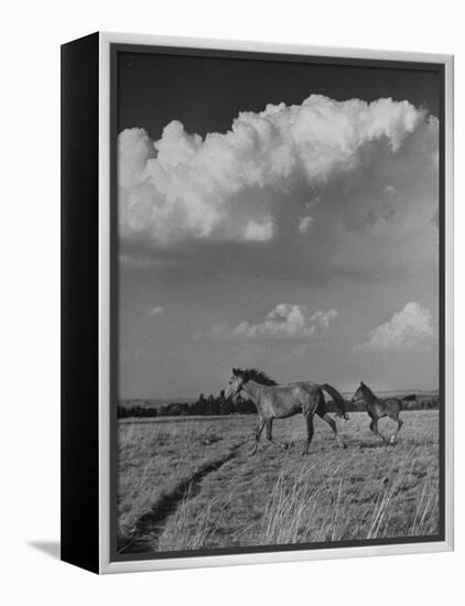 Mare and Colt Running across Open Field, with Billowy Clouds in Sky-Nat Farbman-Framed Premier Image Canvas