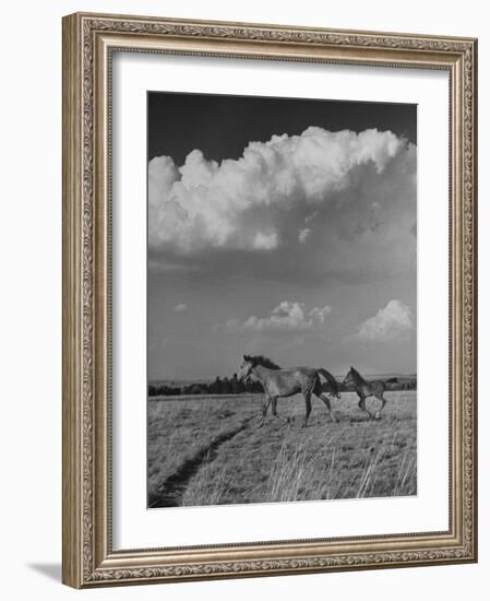 Mare and Colt Running across Open Field, with Billowy Clouds in Sky-Nat Farbman-Framed Photographic Print